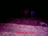 Racoon010709.JPG